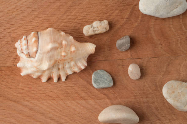 istock Smooth stones of various sizes and shells are scattered on the wood board 1257069797