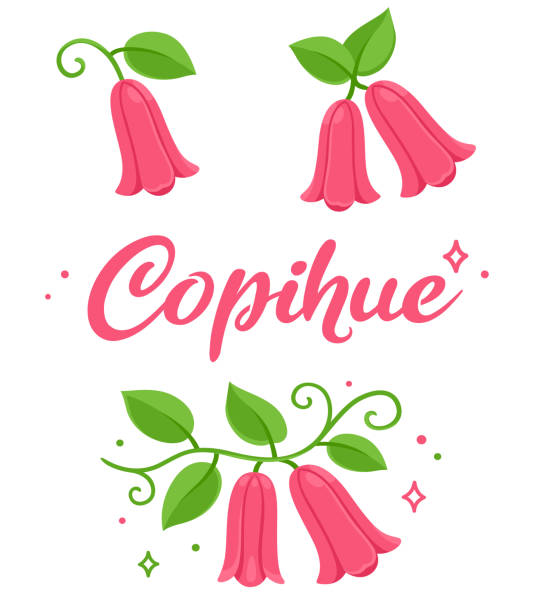 ilustraciones, imágenes clip art, dibujos animados e iconos de stock de conjunto de ilustración floral de copihue - copihue