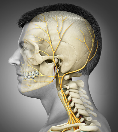 3d rendered medically accurate illustration of male head  nervous system and skeleton system