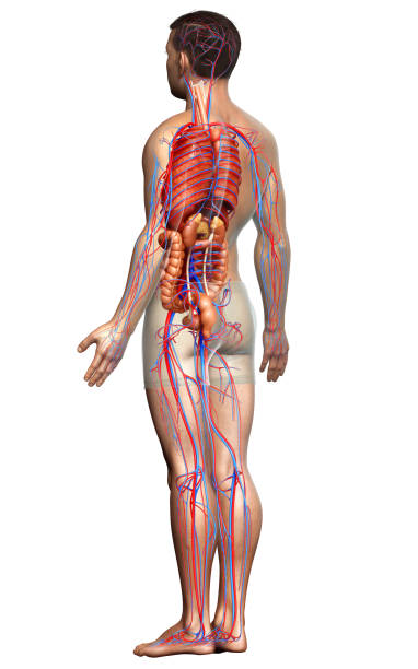 istock 3d rendered medically accurate illustration of male Internal organs and circulatory system 1257073080