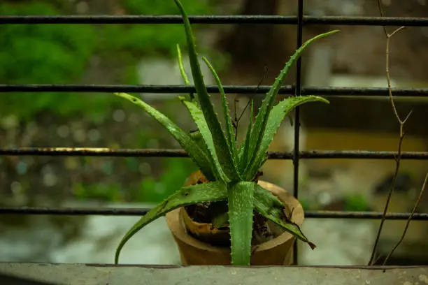 Indian aloevera plant in window