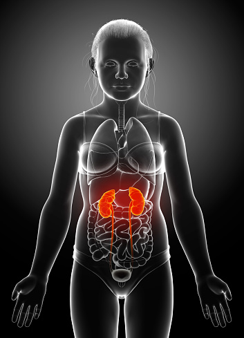 3d rendered, medically accurate illustration of the young girl highlighted kidneys and urinary system