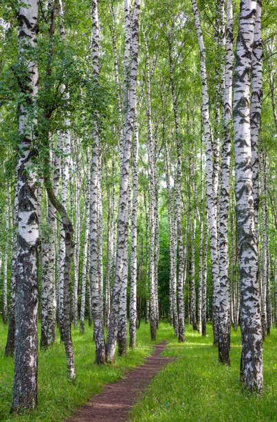 istock Hiking trail in birch morning park 1257074143