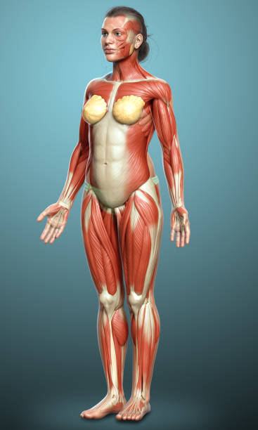 istock 3d rendered medically accurate illustration of a female muscle system 1257074297