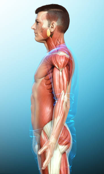 istock 3d rendered medically accurate illustration of a male muscle system 1257074465