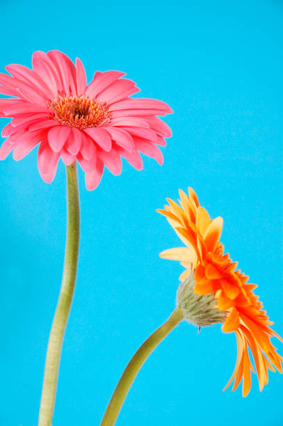 istock Orange and pink flowers. 1257075936