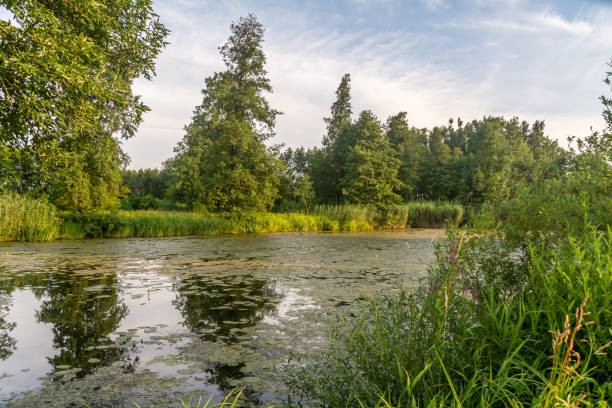 istock Old Widawka river bed, Poland. 1257076020