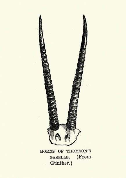 rogi gazeli thomsona (eudorcas thomsonii) - thomsons gazelle stock illustrations