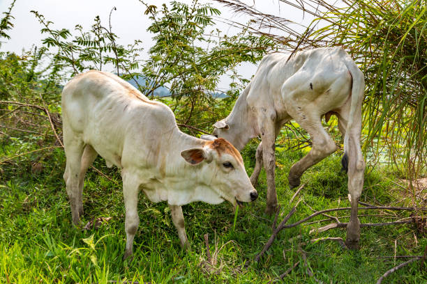 istock Asian cow in Cambodia 1257076289