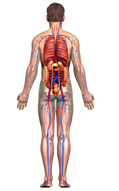 istock 3d rendered medically accurate illustration of male Internal organs and circulatory system 1257076376