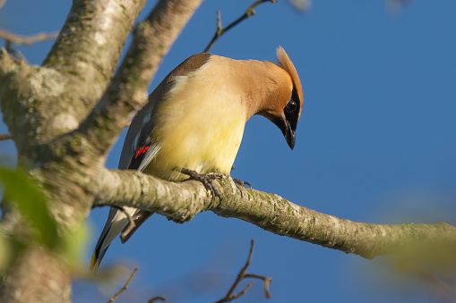 The Cedar waxwing sitting on the branches of a bush.Natural scene from Wisconsin conservation area.