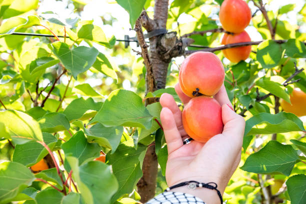 istock Hand reaching for apricot on the tree 1257078268