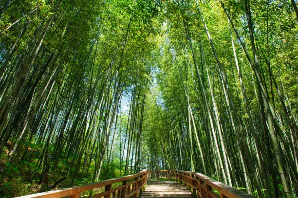 In 'Jungnogwon' bamboo garden, visiters can enjoy a walk along the forest path. It is very popular with tourists because the green bamboos are spread out freshly.