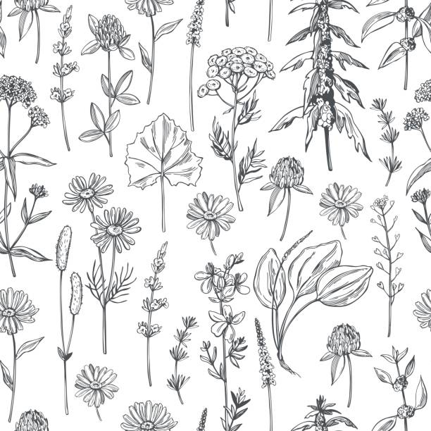 2,200+ Echinacea Stock Illustrations, Royalty-Free Vector Graphics ...