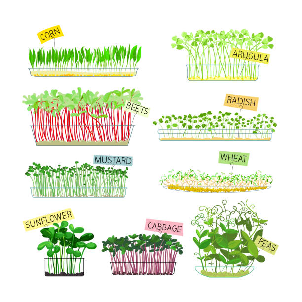 ilustraciones, imágenes clip art, dibujos animados e iconos de stock de conjunto de microverdes de maíz, rúcula y remolacha, rábano, mostaza y trigo con girasol, repollo y brotes de guisantes verdes - arugula salad plant leaf