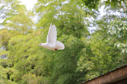 A white pigeon taking off from the eaves against green trees