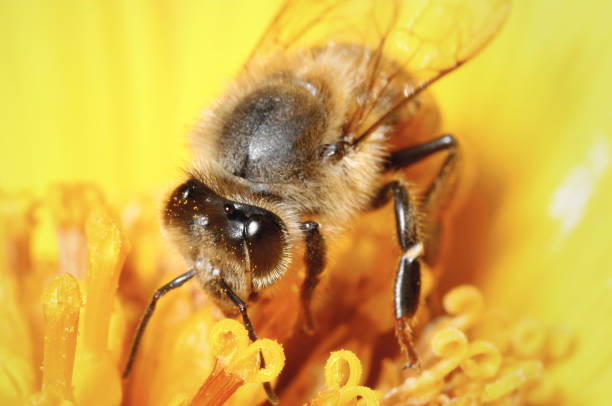 istock Western Honey Bee (Apis mellifera) on Mexican Sunflower (Tithonia diversifolia) 1257079369