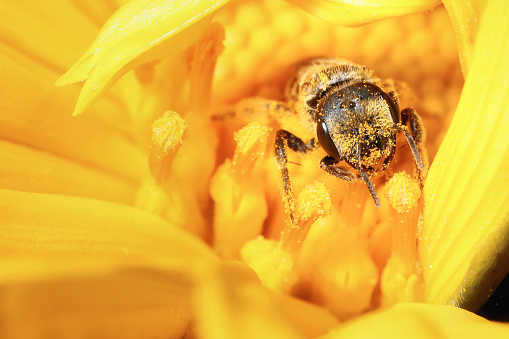 Cute little bee with pollen stuck all over its face, poking out of a sunflower.  Looking at camera.