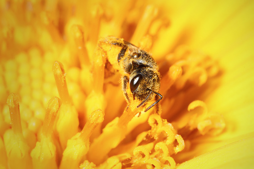 Cute little sweat bee eyes up the camera while foraging in a bright yellow flower.