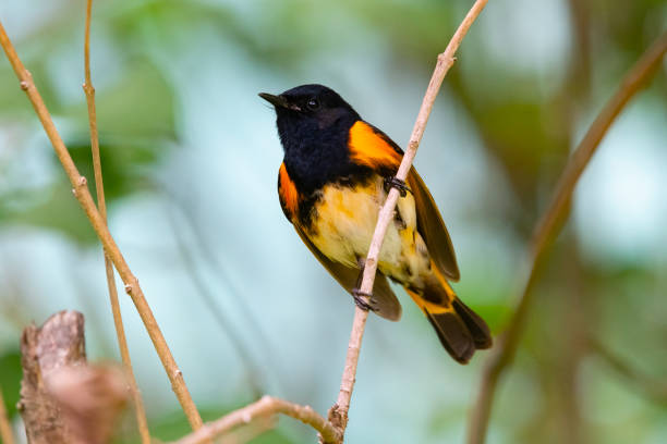istock American Redstart warbler, male bird perching 1257081552