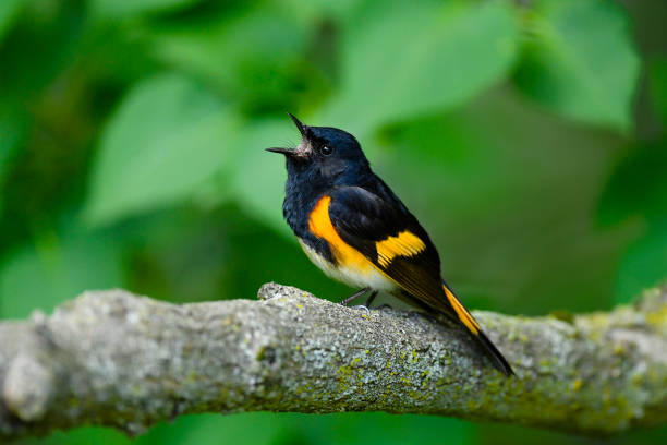 istock American Redstart warbler, male bird singing 1257081638