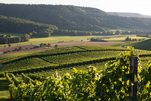 Green vineyard in rural landscape