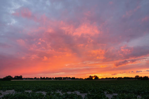 Beautifully coloured sky with clouds during sunset and green beet field