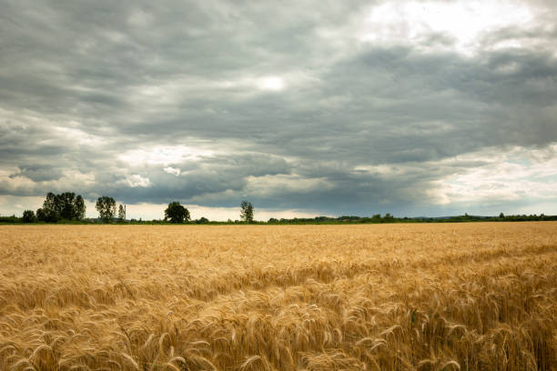 istock Triticale field and gray clouds on the sky 1257082645
