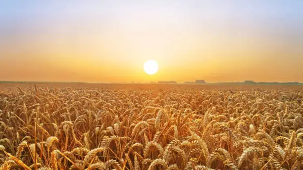 Golden wheat field at sunset; a harvest scenery in the countryside