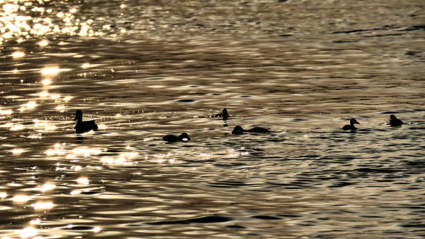 istock Duck family at dusk in sunlight 1257084191