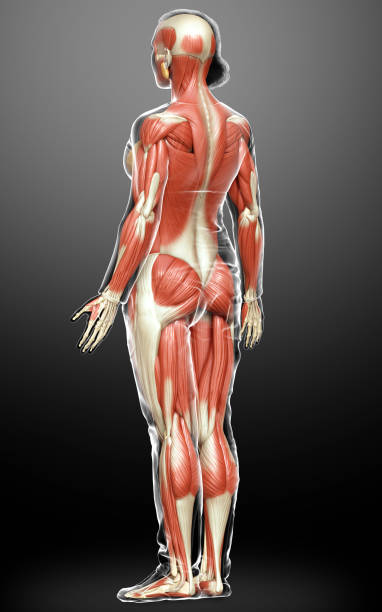 istock 3d rendered medically accurate illustration of a female muscle system 1257084236