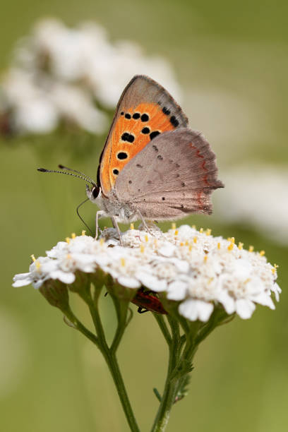 small copper butterfly (lycaena phlaeas) perched on white wildflower in nature - small copper butterfly imagens e fotografias de stock