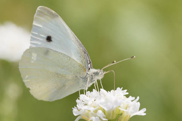 istock Small white or cabbage butterfly (Pieris rapae) collecting nectar on white flower 1257084396