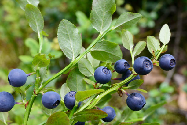 ripe blueberries in the forest, in Nuuksio national park in Finland stock photo