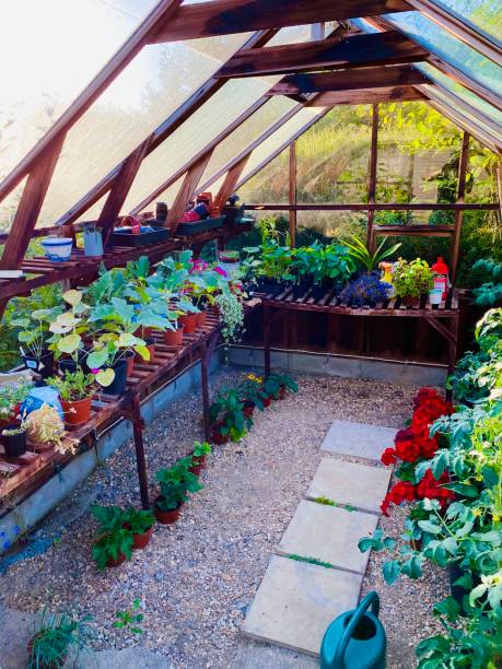 istock Flowers in a Green House 1257084549