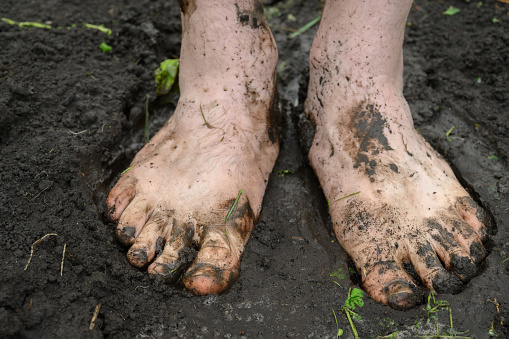 Watering the garden. Dirty male feet closeup. A man stands barefoot on a path in the garden.