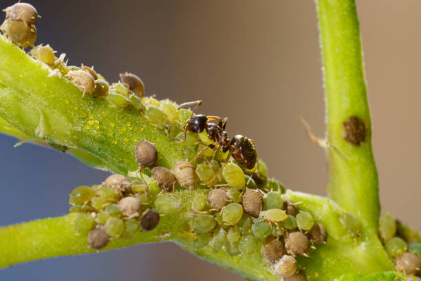 istock Colony of aphids and ants on garden plants 1257085410
