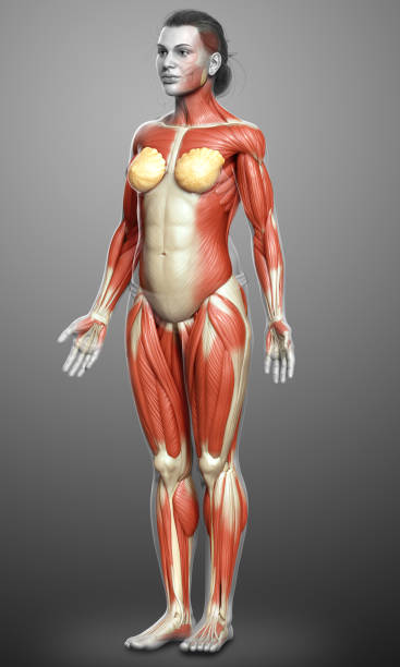 istock 3d rendered medically accurate illustration of a female muscle system 1257085784