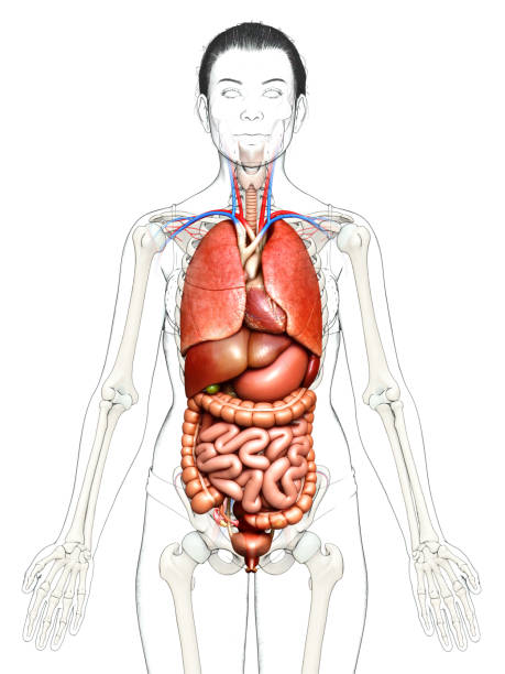 istock 3d rendered medically accurate illustration of female Internal organs 1257086417