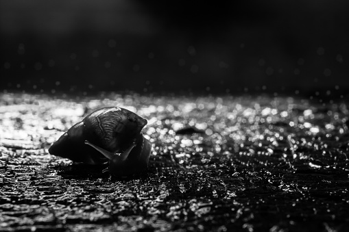 Snail on a wet surface. Black and white image.