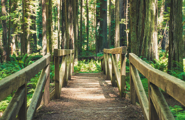 istock On the bridge to a Sequoia forest 1257087581