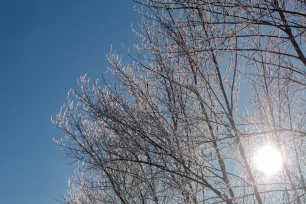 trees in the other, through the branches shines the sun