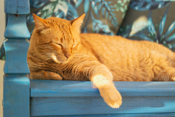 Photo of a ginger cat sitting on a wooden blue bench.