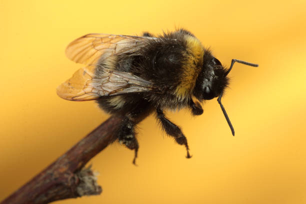 istock little bumblebee on a twig 1257088536