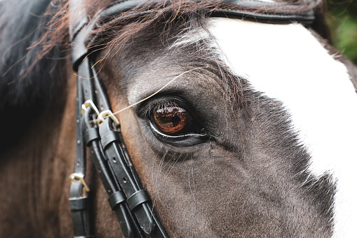 The eye of a chestnut horse