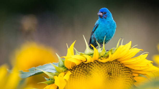 istock Indigo Bunting Bird on sunflowers 1257091331