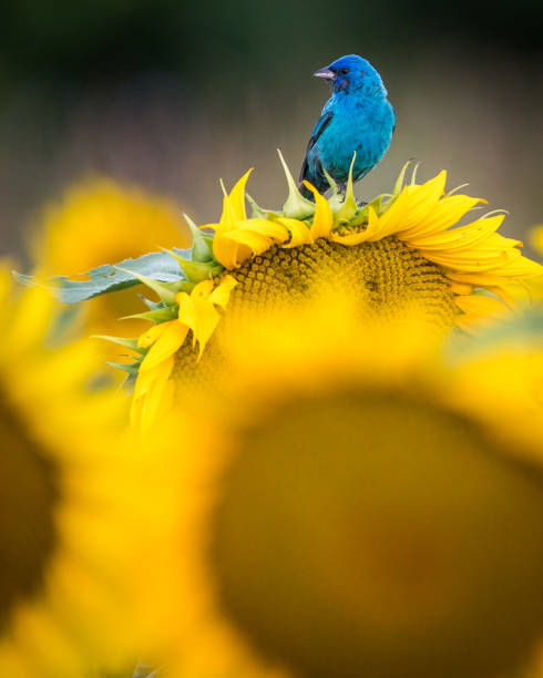 istock Indigo Bunting Bird on sunflowers 1257091337