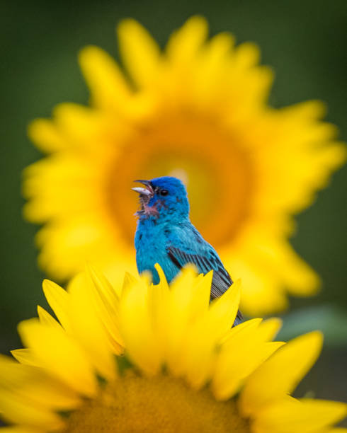 istock Indigo Bunting Bird on sunflowers 1257091352