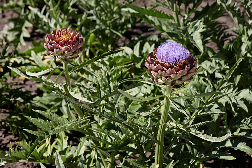 Flowering artichoke plants in garden, Mediterranean nature