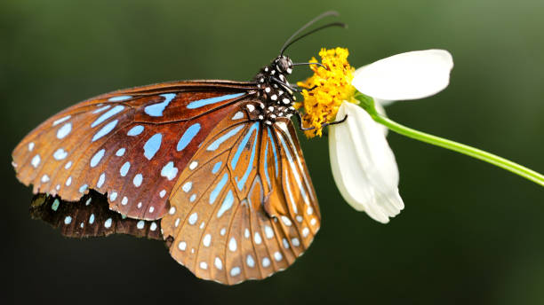 blue and brown monarch butterfly on a flower stock photo